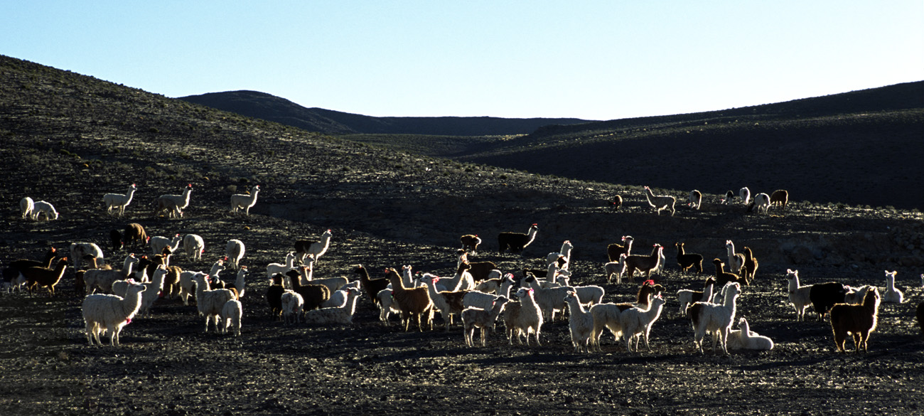 chi_6_03 quetena lamas 3 pano.jpg - Nord Lipez Quetena troupeau de lamas à contre jour